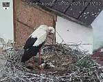 Capi_Dubne_20250530_103502.jpg