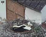 Capi_Dubne_20250530_105003.jpg