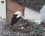 Capi_Dubne_20250530_110502.jpg