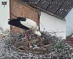 Capi_Dubne_20250530_111502.jpg