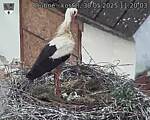 Capi_Dubne_20250530_112003.jpg