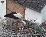 Capi_Dubne_20250530_113003.jpg