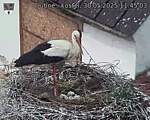 Capi_Dubne_20250530_114503.jpg