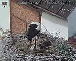 Capi_Dubne_20250530_120002.jpg