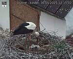 Capi_Dubne_20250530_121502.jpg
