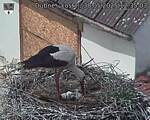 Capi_Dubne_20250530_123503.jpg