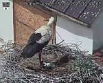 Capi_Dubne_20250530_124003.jpg