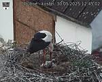 Capi_Dubne_20250530_124502.jpg
