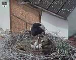 Capi_Dubne_20250530_130503.jpg