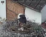 Capi_Dubne_20250530_131002.jpg
