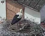 Capi_Dubne_20250530_132503.jpg