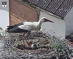 Capi_Dubne_20250530_144003.jpg