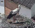 Capi_Dubne_20250530_145002.jpg