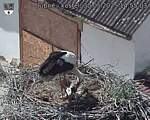 Capi_Dubne_20250530_145503.jpg