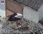 Capi_Dubne_20250530_150002.jpg