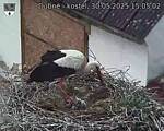 Capi_Dubne_20250530_150503.jpg