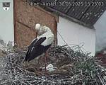 Capi_Dubne_20250530_152503.jpg