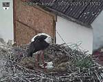 Capi_Dubne_20250530_153502.jpg