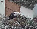 Capi_Dubne_20250530_154003.jpg