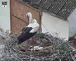 Capi_Dubne_20250530_154502.jpg