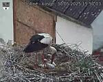 Capi_Dubne_20250530_155003.jpg