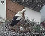 Capi_Dubne_20250530_155502.jpg