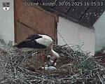 Capi_Dubne_20250530_160503.jpg