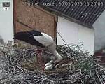 Capi_Dubne_20250530_162003.jpg