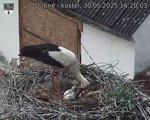 Capi_Dubne_20250530_162003.jpg (1350 x 1080)