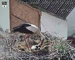 Capi_Dubne_20250530_162502.jpg