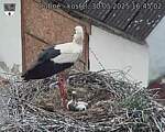 Capi_Dubne_20250530_164502.jpg