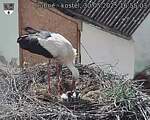 Capi_Dubne_20250530_165503.jpg