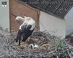 Capi_Dubne_20250530_171503.jpg