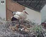 Capi_Dubne_20250530_172503.jpg