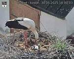 Capi_Dubne_20250530_180003.jpg