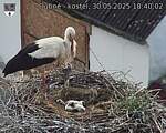 Capi_Dubne_20250530_184002.jpg