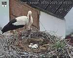 Capi_Dubne_20250530_184503.jpg
