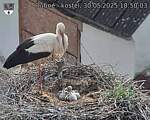 Capi_Dubne_20250530_185003.jpg