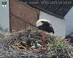 Capi_Dubne_20250530_191002.jpg