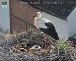 Capi_Dubne_20250530_192503.jpg