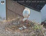 Capi_Dubne_20250530_200503.jpg