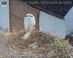 Capi_Dubne_20250530_201003.jpg
