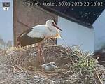 Capi_Dubne_20250530_201502.jpg