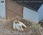 Capi_Dubne_20250530_202003.jpg