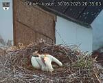 Capi_Dubne_20250530_203504.jpg