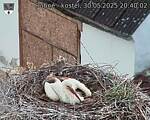 Capi_Dubne_20250530_204002.jpg