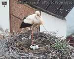 Capi_Dubne_20250530_205502.jpg