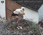 Capi_Dubne_20250530_210503.jpg