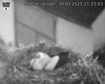Capi_Dubne_20250530_212503.jpg