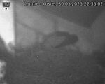 Capi_Dubne_20250530_223502.jpg